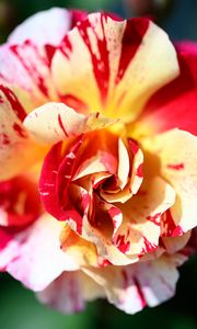 Preview wallpaper rose, flowers, petals, plant