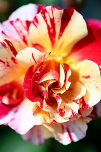 Preview wallpaper rose, flowers, petals, plant
