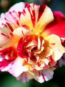 Preview wallpaper rose, flowers, petals, plant