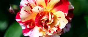 Preview wallpaper rose, flowers, petals, plant