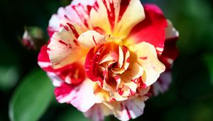Preview wallpaper rose, flowers, petals, plant