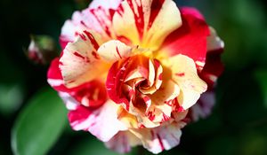 Preview wallpaper rose, flowers, petals, plant