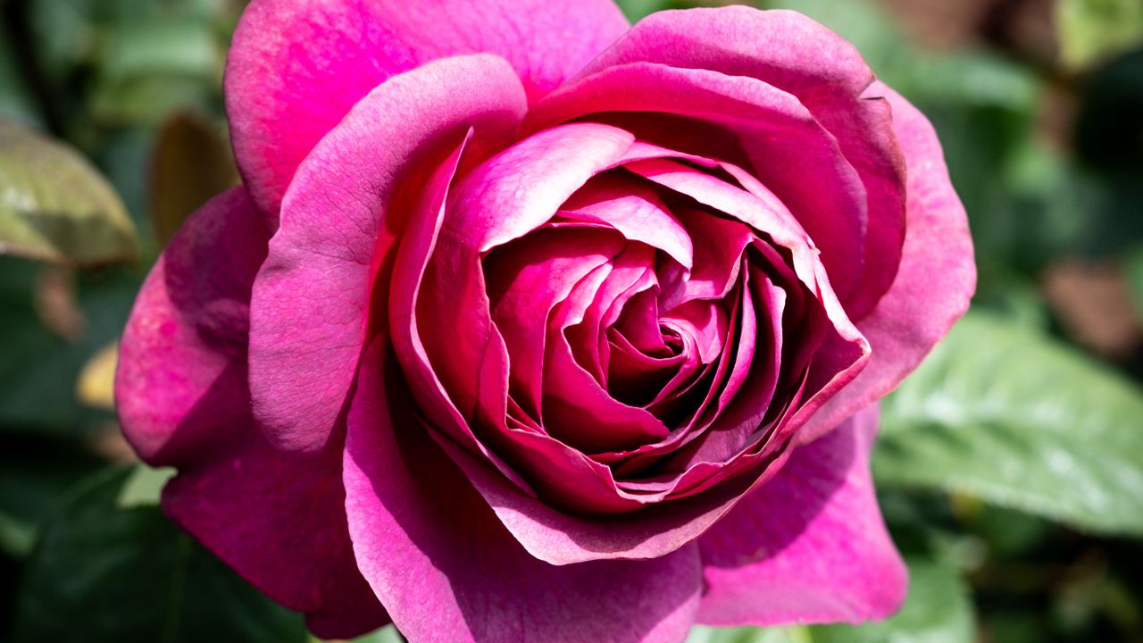 Wallpaper rose, flowers, petals, pink, green, macro