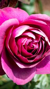 Preview wallpaper rose, flowers, petals, pink, green, macro
