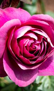 Preview wallpaper rose, flowers, petals, pink, green, macro
