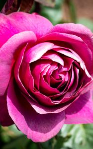 Preview wallpaper rose, flowers, petals, pink, green, macro