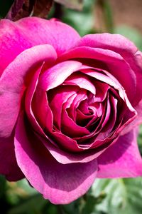 Preview wallpaper rose, flowers, petals, pink, green, macro