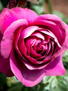 Preview wallpaper rose, flowers, petals, pink, green, macro