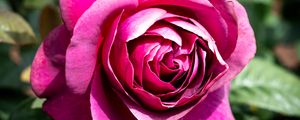 Preview wallpaper rose, flowers, petals, pink, green, macro