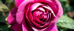 Preview wallpaper rose, flowers, petals, pink, green, macro