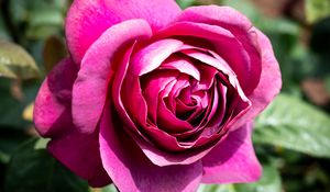 Preview wallpaper rose, flowers, petals, pink, green, macro