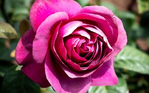 Preview wallpaper rose, flowers, petals, pink, green, macro