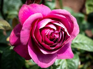 Preview wallpaper rose, flowers, petals, pink, green, macro