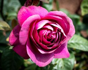 Preview wallpaper rose, flowers, petals, pink, green, macro