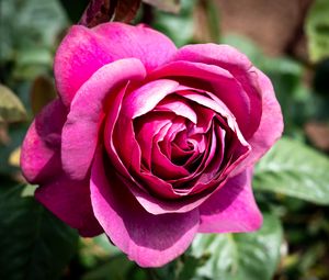 Preview wallpaper rose, flowers, petals, pink, green, macro