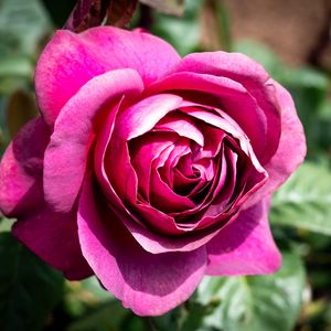 Preview wallpaper rose, flowers, petals, pink, green, macro