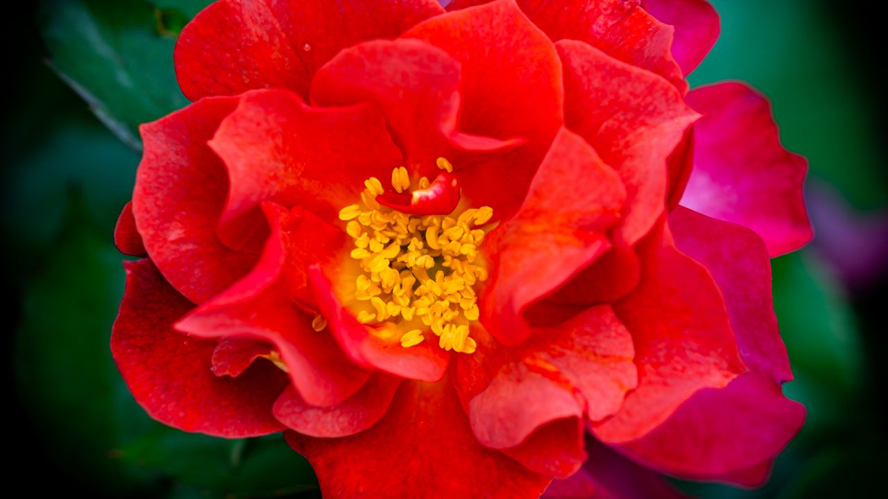 Wallpaper rose, flowers, petals, red, bright, macro