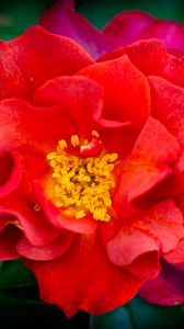 Preview wallpaper rose, flowers, petals, red, bright, macro