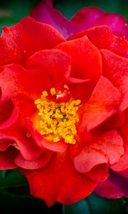 Preview wallpaper rose, flowers, petals, red, bright, macro