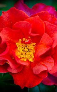 Preview wallpaper rose, flowers, petals, red, bright, macro
