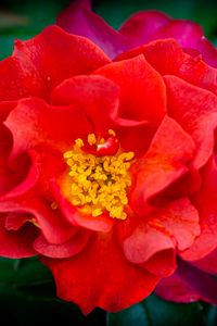 Preview wallpaper rose, flowers, petals, red, bright, macro