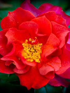 Preview wallpaper rose, flowers, petals, red, bright, macro