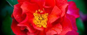 Preview wallpaper rose, flowers, petals, red, bright, macro