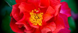 Preview wallpaper rose, flowers, petals, red, bright, macro
