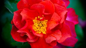 Preview wallpaper rose, flowers, petals, red, bright, macro