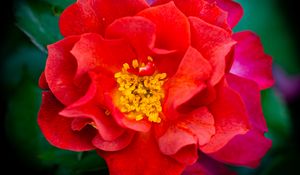 Preview wallpaper rose, flowers, petals, red, bright, macro