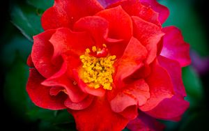 Preview wallpaper rose, flowers, petals, red, bright, macro