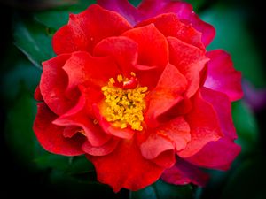 Preview wallpaper rose, flowers, petals, red, bright, macro