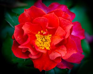 Preview wallpaper rose, flowers, petals, red, bright, macro