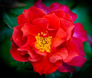 Preview wallpaper rose, flowers, petals, red, bright, macro