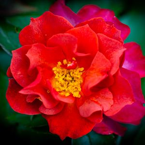 Preview wallpaper rose, flowers, petals, red, bright, macro