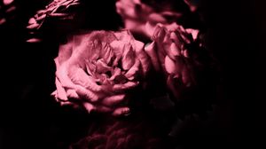 Preview wallpaper rose, flowers, petals, black