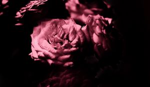 Preview wallpaper rose, flowers, petals, black