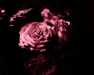 Preview wallpaper rose, flowers, petals, black