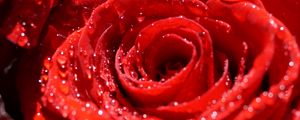 Preview wallpaper rose, flowers, petals, drops, macro, red
