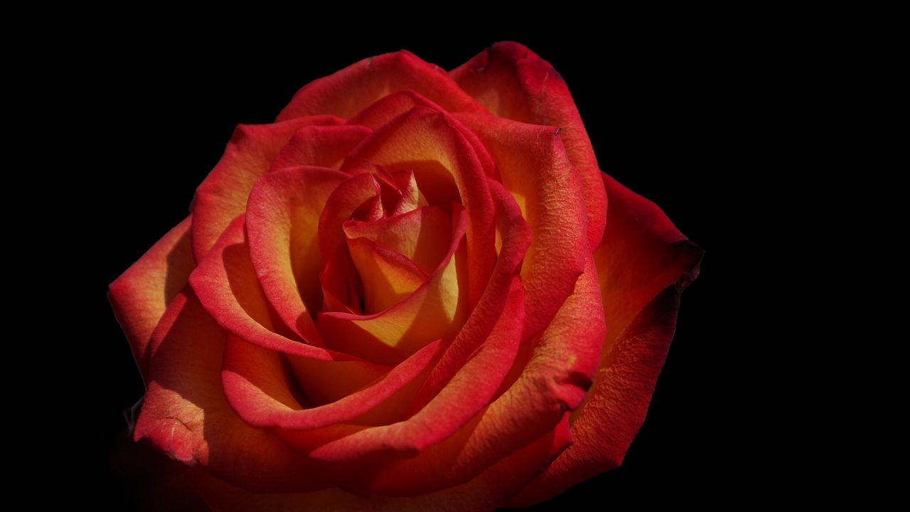 Wallpaper rose, flowers, petals, red