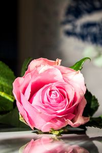 Preview wallpaper rose, flowers, petals, macro, pink