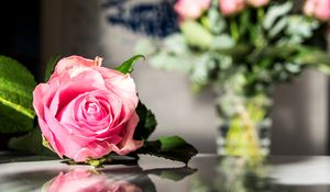 Preview wallpaper rose, flowers, petals, macro, pink