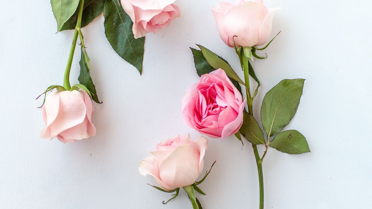 Wallpaper rose, flowers, pink, petals