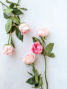 Preview wallpaper rose, flowers, pink, petals