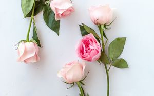 Preview wallpaper rose, flowers, pink, petals