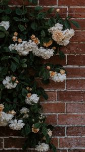 Preview wallpaper rose, flowers, wall, brick, plant, bush