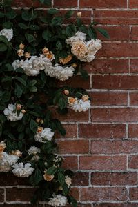 Preview wallpaper rose, flowers, wall, brick, plant, bush