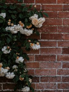 Preview wallpaper rose, flowers, wall, brick, plant, bush