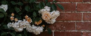 Preview wallpaper rose, flowers, wall, brick, plant, bush