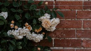 Preview wallpaper rose, flowers, wall, brick, plant, bush